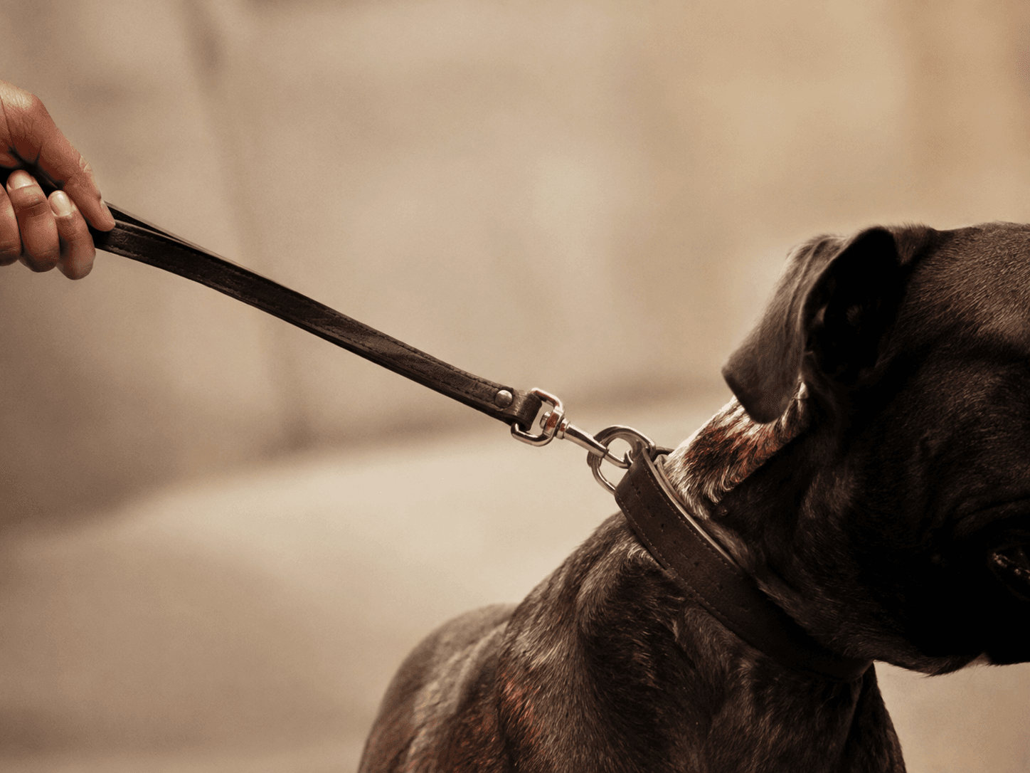 A large dog on a leather leash