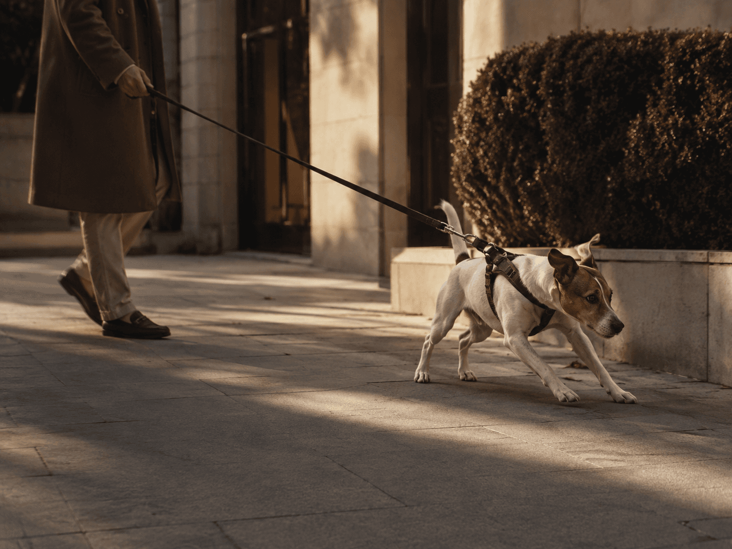 A dog pulling on its leash on a city sidewalk
